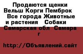 Продаются щенки Вельш Корги Пемброк  - Все города Животные и растения » Собаки   . Самарская обл.,Самара г.
